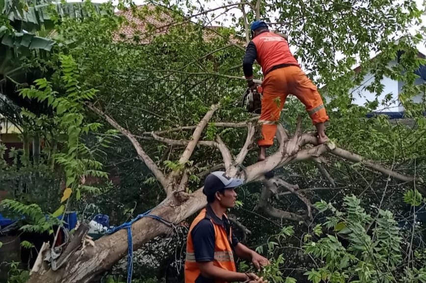Pohon Tumbang di Pulau Pramuka