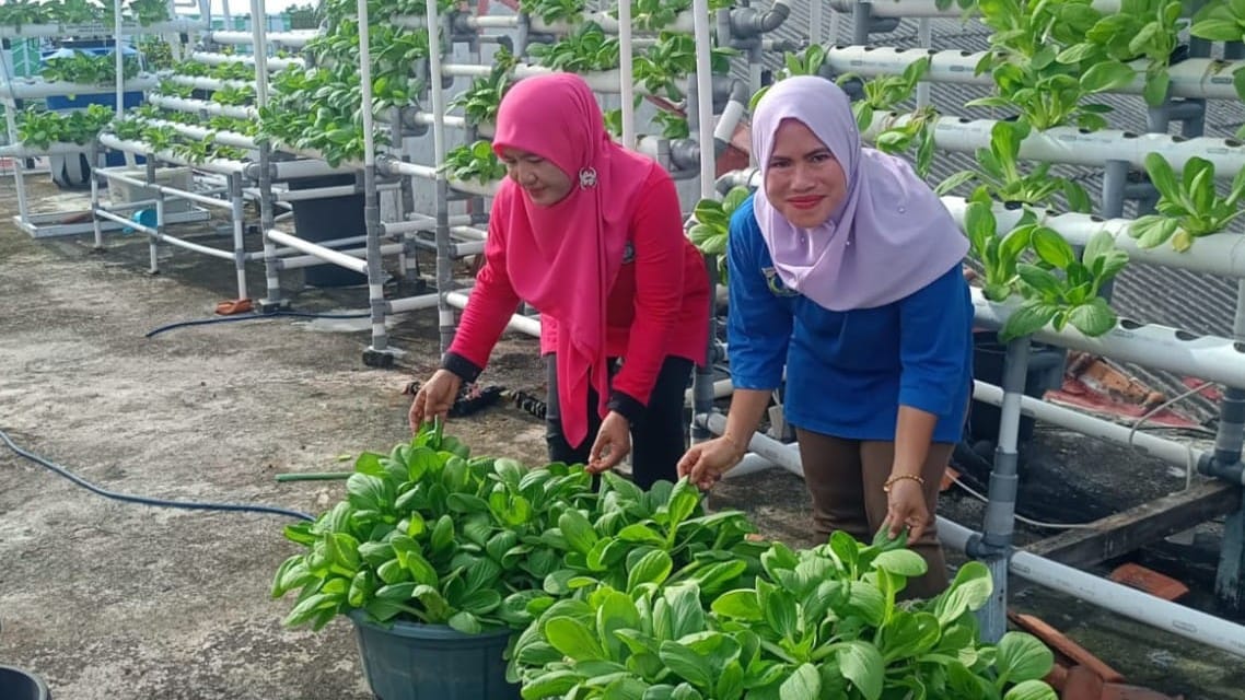 KWT Hijau Lestari Pulau Pramuka Panen 25 Kilogram Pakcoy