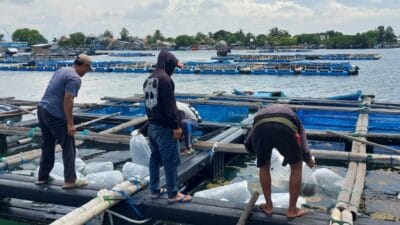 Sebanyak 9.110 ekor benih ikan dengan berbagai ukuran, mulai dari 3 cm, 7 cm hingga 15 cm, didatangkan ke Pulau Lancang sebagai langkah awal pemulihan.