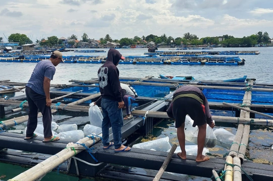 Sebanyak 9.110 ekor benih ikan dengan berbagai ukuran, mulai dari 3 cm, 7 cm hingga 15 cm, didatangkan ke Pulau Lancang sebagai langkah awal pemulihan.