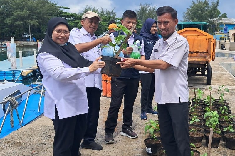 Suku Dinas Ketahanan Pangan, Kelautan, dan Pertanian (Sudin KPKP) Kepulauan Seribu mendistribusikan tiga ratus pot bibit cabai ke enam kelurahan.