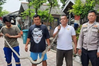 Ular Sanca Panjang 2,5 Meter Panikkan Warga Pulau Lancang