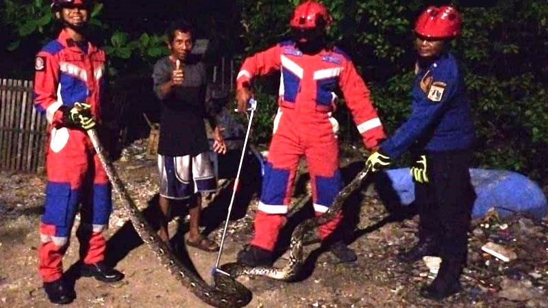 Petugas Gulkarmat mengamankan seekor ular sanca di Pulau Lancang, Minggu (16/2/2025) malam. (Foto: Kominfotik Kep. Seribu).