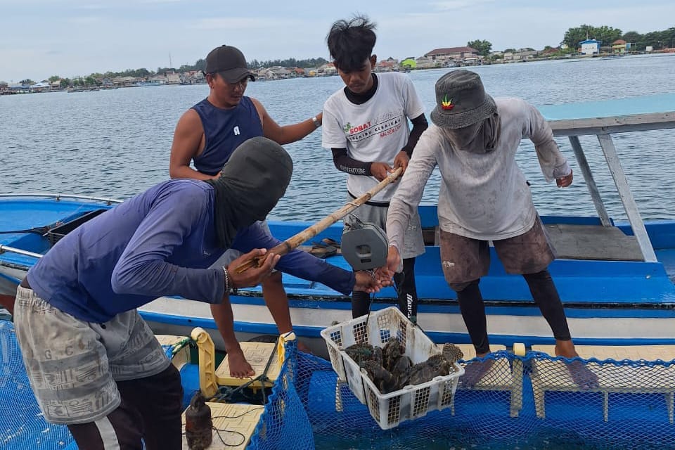 Pokdakan Ayu Bahari Sukses Panen 140 Ekor Kerapu Cantang di Pulau Panggang