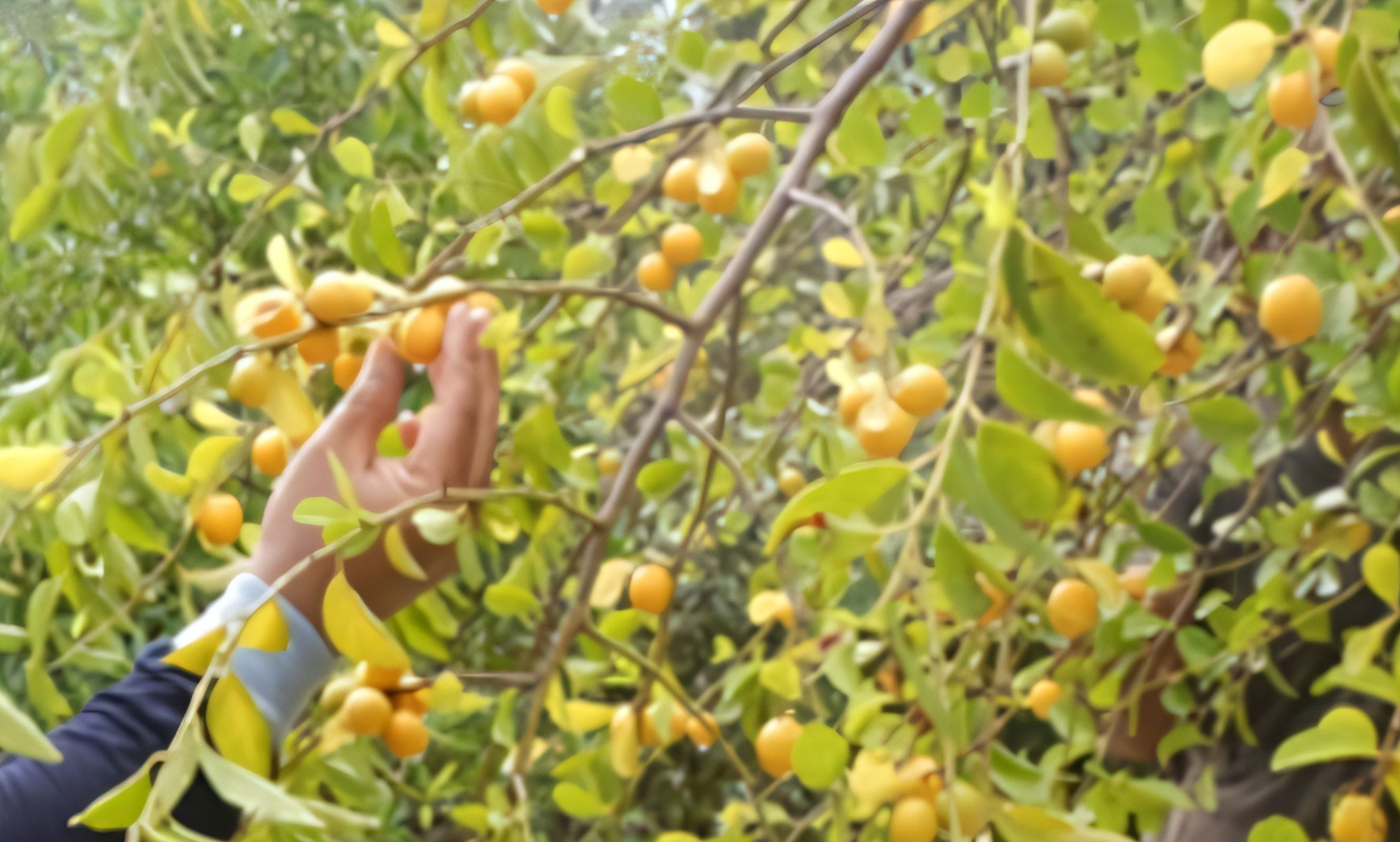 Buah bidara laut adalah buah endemik Kepulauan Seribu.