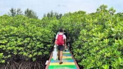 Pokdarwis Usulkan Jembatan Tracking di Hutan Mangrove Pulau Harapan