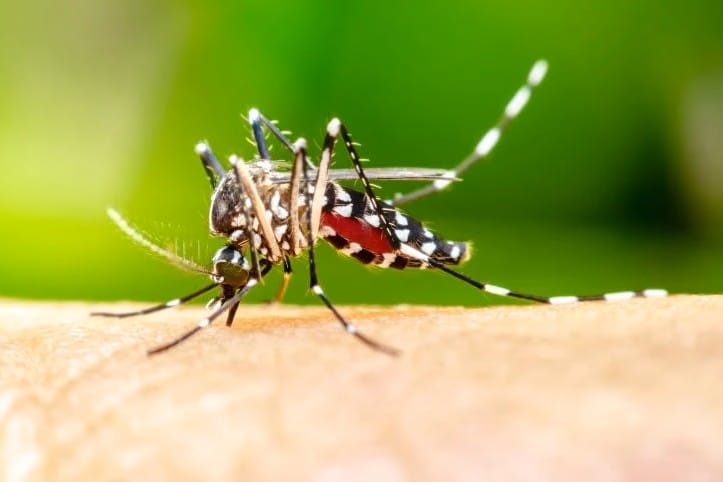 Gigitan Nyamuk Aedes Aegypti. (Dok. Istimewah)