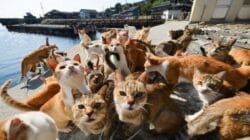 Gubernur Wacanakan Bangun Pulau Kucing di Kepulauan Seribu