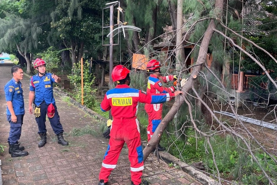 Sebuah pohon cemara laut tumbang dan menutup akses jalan di Pulau Karya, Kepulauan Seribu Utara, Selasa (15/4). 📷 Kominfotik