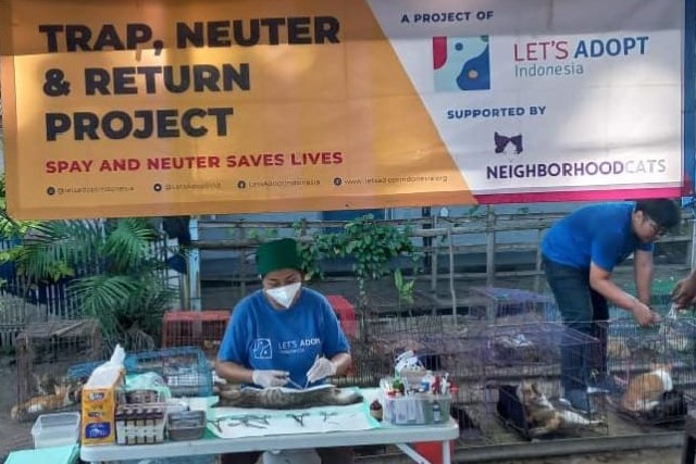 Petugas melakukan sterilisasi terhadap kucing di Pulau Sabira. 📷 Istimewa