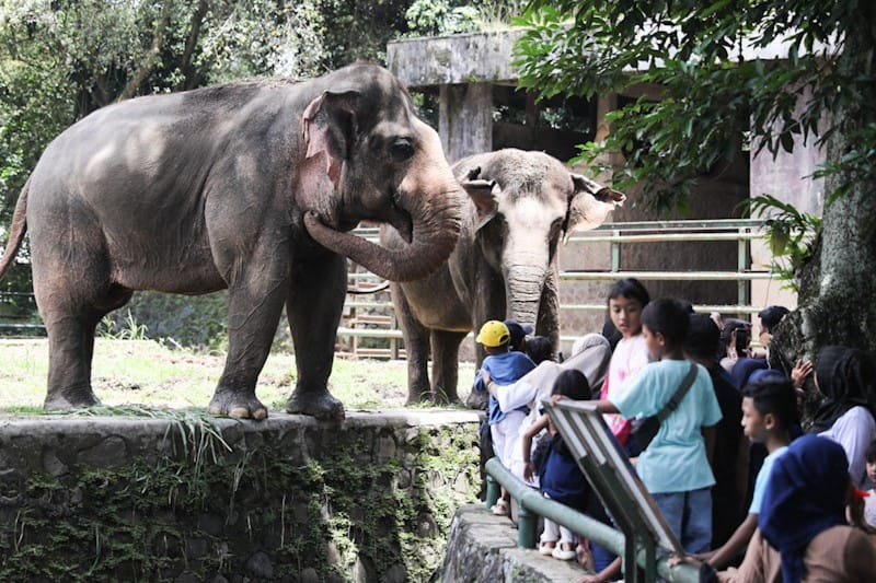 Taman Margasatwa Ragunan di Jakarta Selatan. 📷 beritajakarta.id
