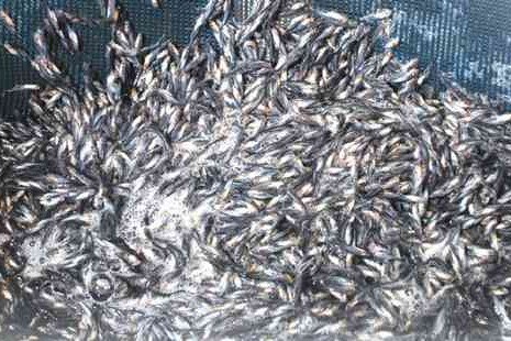 Upaya Perkuat Sektor Perikanan Budidaya dan Kesejahteraan Masyarakat Pesisir