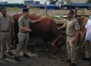 Jelang Iduladha 1447 H, 46 Hewan Kurban ‘Serbuan’ Pulau Penduduk di Kepulauan Seribu