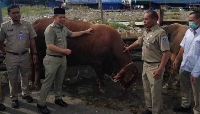 Jelang Iduladha 1447 H, 46 Hewan Kurban ‘Serbuan’ Pulau Penduduk di Kepulauan Seribu