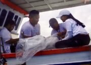 KKP Lepasliarkan Puluhan Hiu di Perairan Kepulauan Seribu Selatan