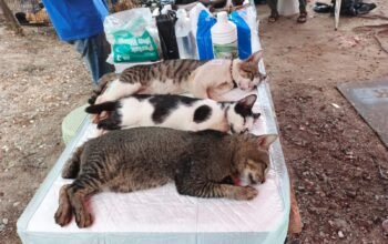 Kendalikan Populasi, 127 Kucing di Pulau Tidung Disterilisasi dan 151 Ekor Divaksin Rabies