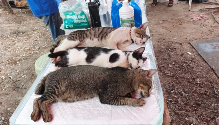 Kendalikan Populasi, 127 Kucing di Pulau Tidung Disterilisasi dan 151 Ekor Divaksin Rabies
