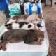 Kendalikan Populasi, 127 Kucing di Pulau Tidung Disterilisasi dan 151 Ekor Divaksin Rabies