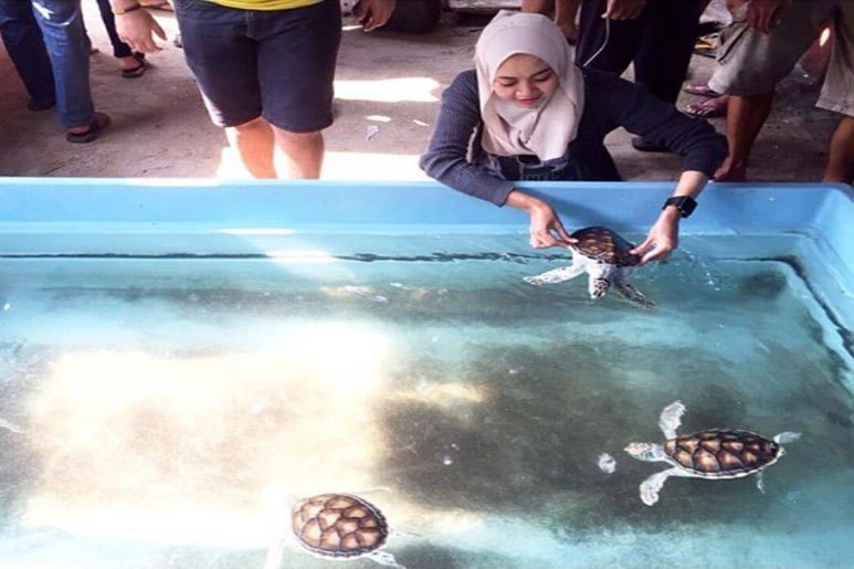 Wisata edukasi melihat penangkaran satwa langka penyu sisik di Pulau Pramuka, destinasi pas untuk libur sekolah. (Foto: Istimewa)