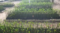 Bibit mangrove yang disiapkan masyarakat RW 05 Pulau Panggang sebagai bagian dari Program Kampung Iklim.
