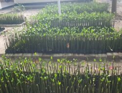 RW 05 Pulau Panggang Optimistis Raih Predikat Proklim Lestari