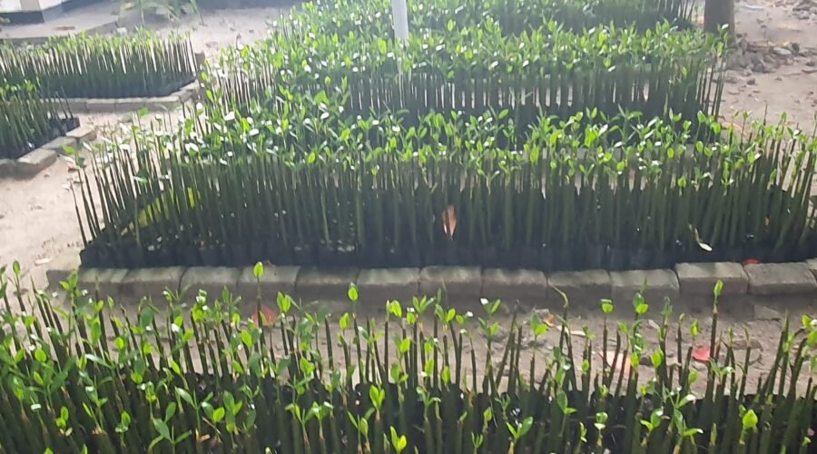 Bibit mangrove yang disiapkan masyarakat RW 05 Pulau Panggang sebagai bagian dari Program Kampung Iklim.