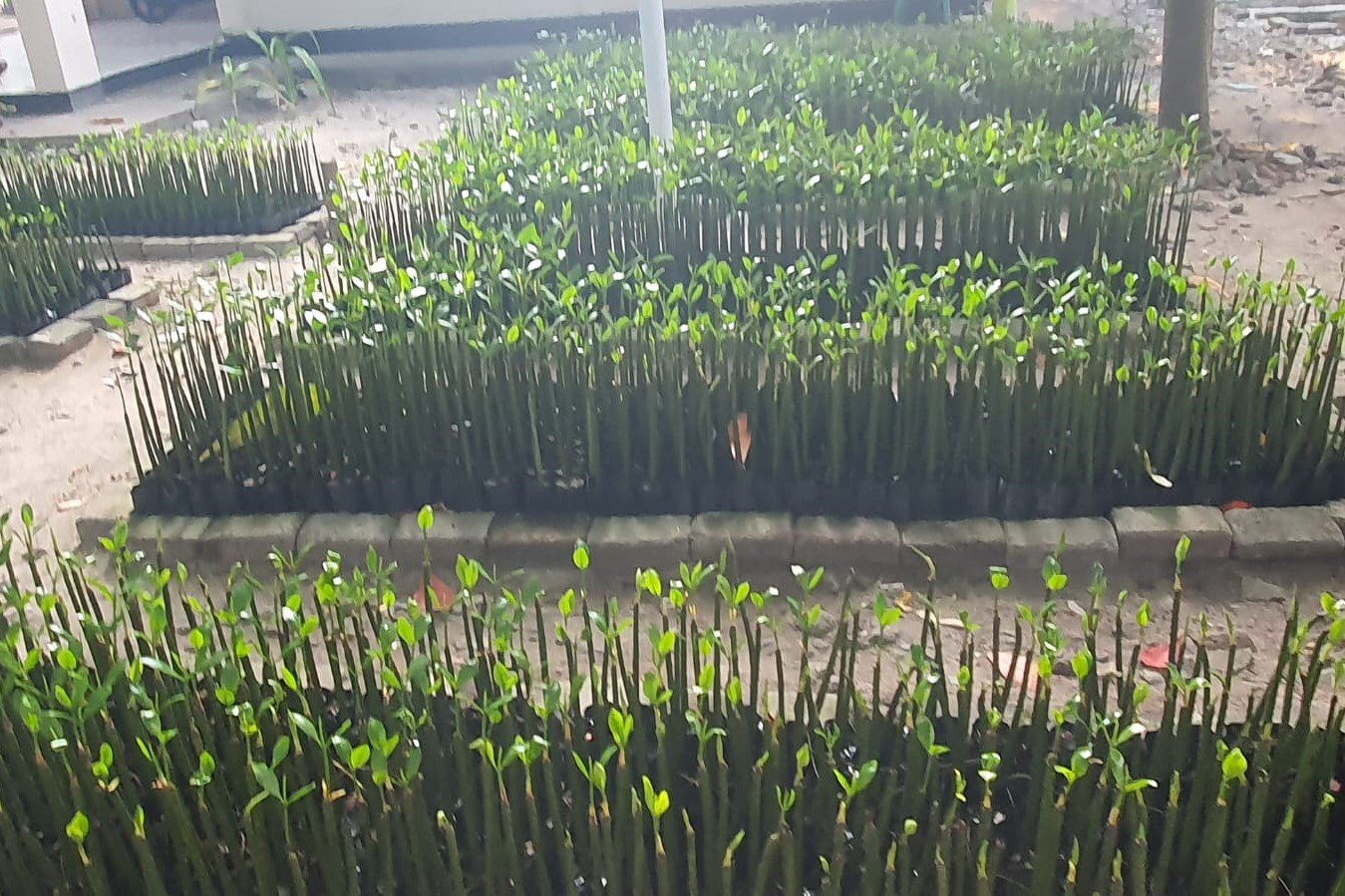 Bibit mangrove yang disiapkan masyarakat RW 05 Pulau Panggang sebagai bagian dari Program Kampung Iklim.