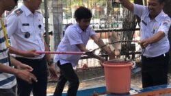 Dari Panen Nila hingga Cabai, Pulau Kelapa Terus Perkuat Ketahanan Pangan