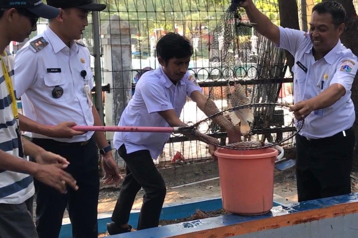 Petugas Kelurahan Kelapa bersama pengelola RPTRA Nyiur Melambai memanen ikan nila hasil budidaya sebagai bagian dari program ketahanan pangan di Kepulauan Seribu. Foto: Kelurahan Pulau Kelapa