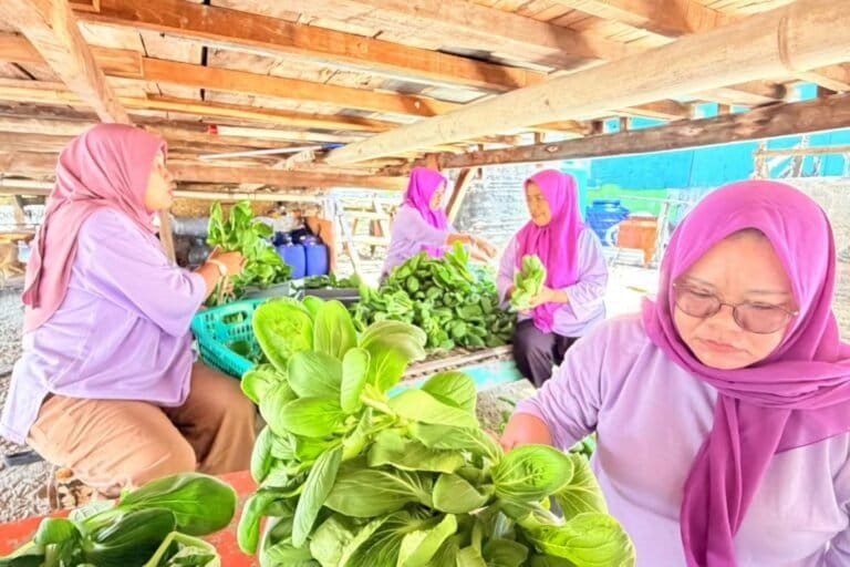 Anggota Kelompok Wanita Tani menyiapkan hasil panen sayuran hidroponik di Pulau Kelapa.