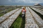 Seorang wanita menjemur ikan selar asin di atas para-para bambu di Pulau Sabira, Kepulauan Seribu. Proses pengeringan tradisional ini memanfaatkan panas matahari dan angin laut yang segar. Foto: istimewa