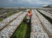 Ikan Selar Asin Pulau Sabira Mulai Dilirik Pasar Ekspor, Tembus Malaysia hingga Arab Saudi