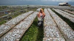Seorang wanita menjemur ikan selar asin di atas para-para bambu di Pulau Sabira, Kepulauan Seribu. Proses pengeringan tradisional ini memanfaatkan panas matahari dan angin laut yang segar. Foto: istimewa