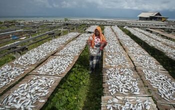 Ikan Selar Asin Pulau Sabira Mulai Dilirik Pasar Ekspor, Tembus Malaysia hingga Arab Saudi