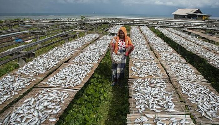 Ikan Selar Asin Pulau Sabira Mulai Dilirik Pasar Ekspor, Tembus Malaysia hingga Arab Saudi
