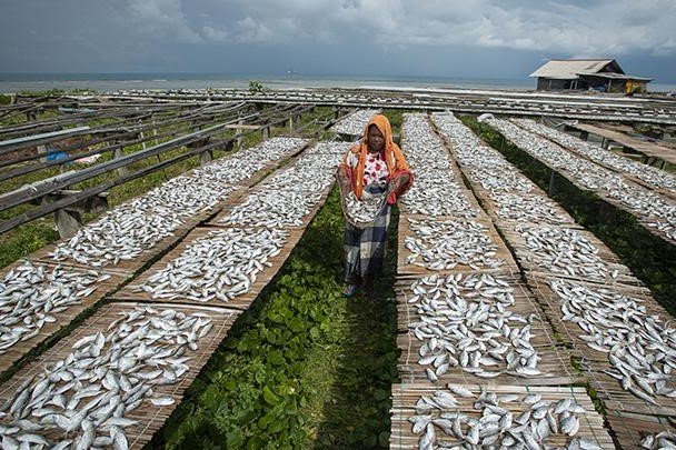 Seorang wanita menjemur ikan selar asin di atas para-para bambu di Pulau Sabira, Kepulauan Seribu. Proses pengeringan tradisional ini memanfaatkan panas matahari dan angin laut yang segar. Foto: istimewa