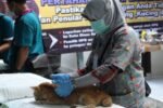 Petugas kesehatan hewan melakukan vaksinasi rabies dan sterilisasi kucing di Kepulauan Seribu. Hingga Mei 2026, Sudin KPKP mencatat 652 layanan kesehatan hewan telah dilaksanakan. Foto: Dok. Sudin KPKP Kepulauan Seribu.