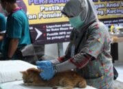 Sudin KPKP Kepulauan Seribu Catat 652 Layanan Vaksinasi dan Sterilisasi Kucing