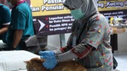 Petugas kesehatan hewan melakukan vaksinasi rabies dan sterilisasi kucing di Kepulauan Seribu. Hingga Mei 2026, Sudin KPKP mencatat 652 layanan kesehatan hewan telah dilaksanakan. Foto: Dok. Sudin KPKP Kepulauan Seribu.