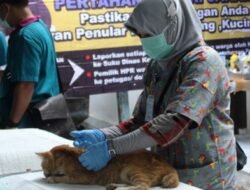 Sudin KPKP Kepulauan Seribu Catat 652 Layanan Vaksinasi dan Sterilisasi Kucing
