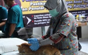 Sudin KPKP Kepulauan Seribu Catat 652 Layanan Vaksinasi dan Sterilisasi Kucing
