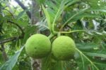 Buah sukun segar langsung dari pohonnya, siap diolah menjadi sumber pangan alternatif yang kaya karbohidrat dan menyehatkan. Foto: Istimewa