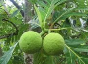 Kenapa Buah-Buahan di Kepulauan Seribu Terasa Lebih Enak? Ini Penjelasan Akademisi IPB