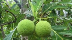 Buah sukun segar langsung dari pohonnya, siap diolah menjadi sumber pangan alternatif yang kaya karbohidrat dan menyehatkan. Foto: Istimewa