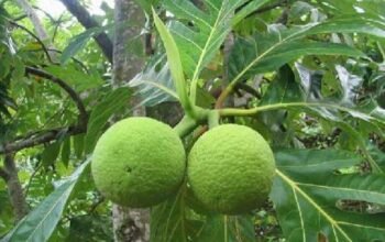 Kenapa Buah-Buahan di Kepulauan Seribu Terasa Lebih Enak? Ini Penjelasan Akademisi IPB