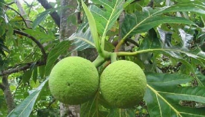 Kenapa Buah-Buahan di Kepulauan Seribu Terasa Lebih Enak? Ini Penjelasan Akademisi IPB