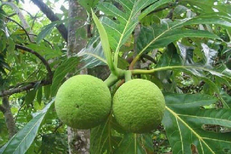 Buah sukun segar langsung dari pohonnya, siap diolah menjadi sumber pangan alternatif yang kaya karbohidrat dan menyehatkan. Foto: Istimewa