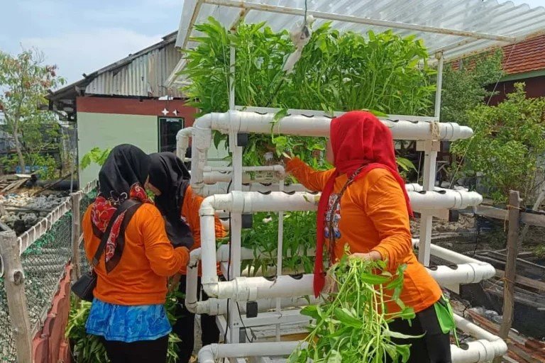 Anggota Kelompok Wanita Tani memanen sayuran hidroponik di Pulau Kelapa sebagai upaya meningkatkan ketahanan pangan.