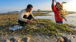 Nelayan memasang jeratan dan mengangkat pengko atau udang mantis dari lubang saat air laut surut di Kepulauan Seribu.